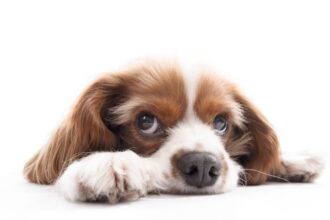 Egy kutya fekszik, szomorú tekintettel néz a kamerába, a feje a mancsain pihen.