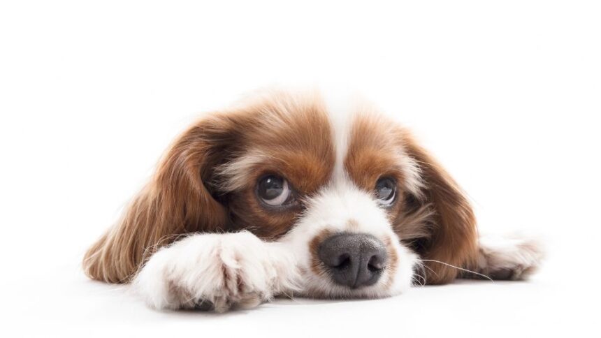 Egy kutya fekszik, szomorú tekintettel néz a kamerába, a feje a mancsain pihen.