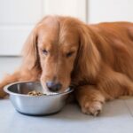 Egy arany retriever kutya fekszik a földön, és egy tálból nézi az ételt.