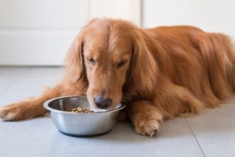 Egy arany retriever kutya fekszik a földön, és egy tálból nézi az ételt.