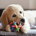 Egy aranyos kölyökkutya játszik egy színes rágójátékkal.