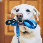 Egy kutya, aki a szájában tart egy kék pórázt, készen a sétára.