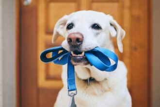 Egy kutya, aki a szájában tart egy kék pórázt, készen a sétára.