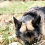 Egy stresszes kutya fekszik a fűben, figyelmesen nézve a talajt.