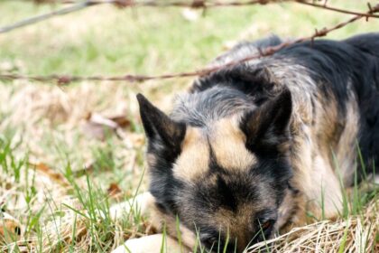 Egy stresszes kutya fekszik a fűben, figyelmesen nézve a talajt.