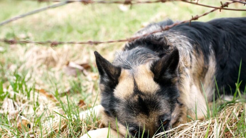 Egy stresszes kutya fekszik a fűben, figyelmesen nézve a talajt.