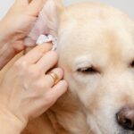 Egy kutya fülét tisztítják, miközben a gazdája óvatosan fogja a fülét.