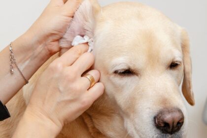 Egy kutya fülét tisztítják, miközben a gazdája óvatosan fogja a fülét.