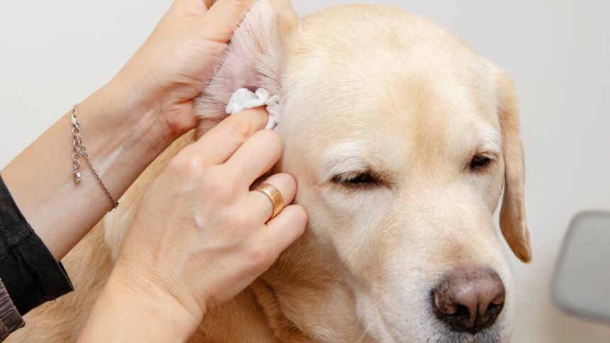 Egy kutya fülét tisztítják, miközben a gazdája óvatosan fogja a fülét.