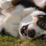 Egy kutya fekszik a fűben, boldogan pihenve és játszadozva.