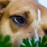 Egy kutya pihen a fűben, figyelmesen néz a kamerába.