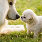 Egy kölyökkutya és egy felnőtt kutya orra összeér a zöld fűben.