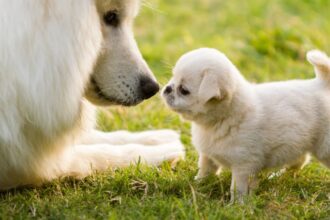 Egy kölyökkutya és egy felnőtt kutya orra összeér a zöld fűben.