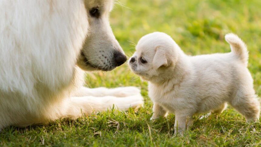 Egy kölyökkutya és egy felnőtt kutya orra összeér a zöld fűben.