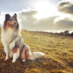 Egy gyönyörű collie kutya ül a napfényes mezőn, háttérben felhős égbolttal.