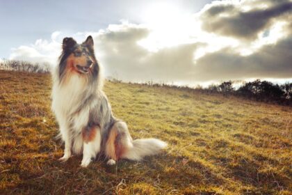Egy gyönyörű collie kutya ül a napfényes mezőn, háttérben felhős égbolttal.