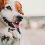 Egy boldog kutya fejét kidugva az autóablakon, szélben fúj a szőre.