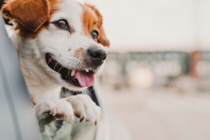 Egy boldog kutya fejét kidugva az autóablakon, szélben fúj a szőre.