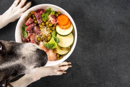 Egy kutya néz egy tál egészséges ételt, tele zöldségekkel és húsokkal.