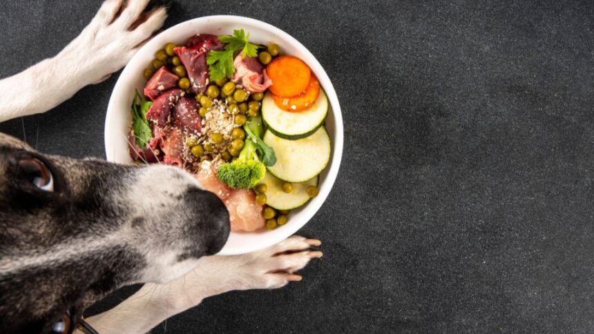 Egy kutya néz egy tál egészséges ételt, tele zöldségekkel és húsokkal.