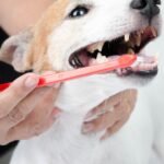 Egy kutya fogait egy piros fogkefével tisztítják, miközben gazdája tartja.