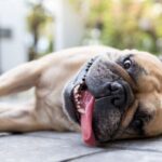 Egy boldog kutya fekszik a földön, nyelvét kiölti, a napfényben pihen.