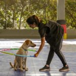 Egy kutya ül, míg egy tréner hűtőgyűrűt mutat neki, edzés közben.