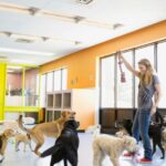 Egy nő játszik kutyákkal egy vidám kutyás napköziben.