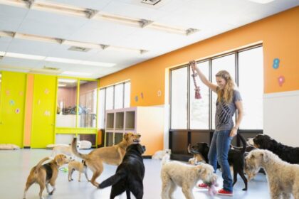 Egy nő játszik kutyákkal egy vidám kutyás napköziben.