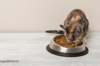 Nyáron a macska etetése különös odafigyelést igényel: a melegben gyorsabban romlik az étel, ezért érdemes többször keveset adni, és mindig gondoskodni a friss vízről. Így cicánk egészséges és boldog marad a forró napokon is.