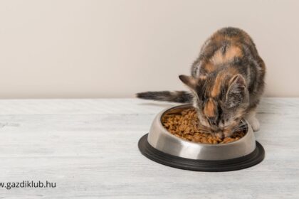 Nyáron a macska etetése különös odafigyelést igényel: a melegben gyorsabban romlik az étel, ezért érdemes többször keveset adni, és mindig gondoskodni a friss vízről. Így cicánk egészséges és boldog marad a forró napokon is.