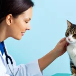 Egy állatorvos kedvesen simogatja a cicát, miközben figyelmesen néz rá.
