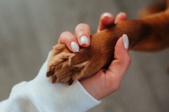 Az antibiotikumok sokszor életmentők lehetnek kutyáink számára, de használatuk nem veszélytelen. Megfelelő adagolással segíthetünk kedvencünkön, viszont a helytelen alkalmazás komoly kockázatokat rejt. Fontos tudni, mikor és hogyan érdemes alkalmazni őket.