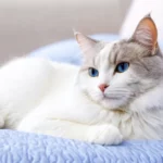 Egy barátságos, fehér és szürke macska pihen egy kék takarón, nyugodt és boldog kifejezéssel.