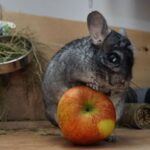 Egy csincsilla egy piros almát tart a lábával, háttérben széna és játékok.