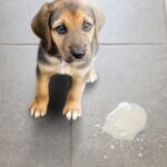 Egy kiskutya ül a padlón, mellette egy kis pocsolya látható.