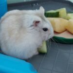 Egy hörcsög gyümölcsökkel teli tál mellett pihen, zöldségdarabokat is eszik.