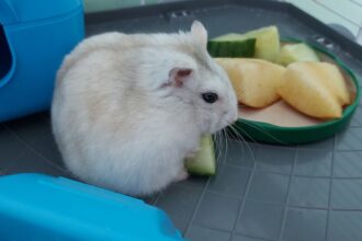 Egy hörcsög gyümölcsökkel teli tál mellett pihen, zöldségdarabokat is eszik.