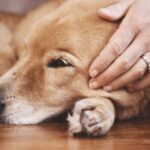 Egy kutya pihen, míg egy kéz simogatja a fejét, nyugodt légkörben.