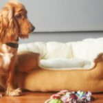 Egy aranyszínű kutya ül egy puha fekhely mellett, játékokkal a földön.