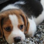 Egy fiatal beagle kutyus pihen a köveken, ártatlan tekintettel.