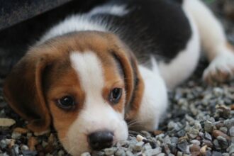 Egy fiatal beagle kutyus pihen a köveken, ártatlan tekintettel.