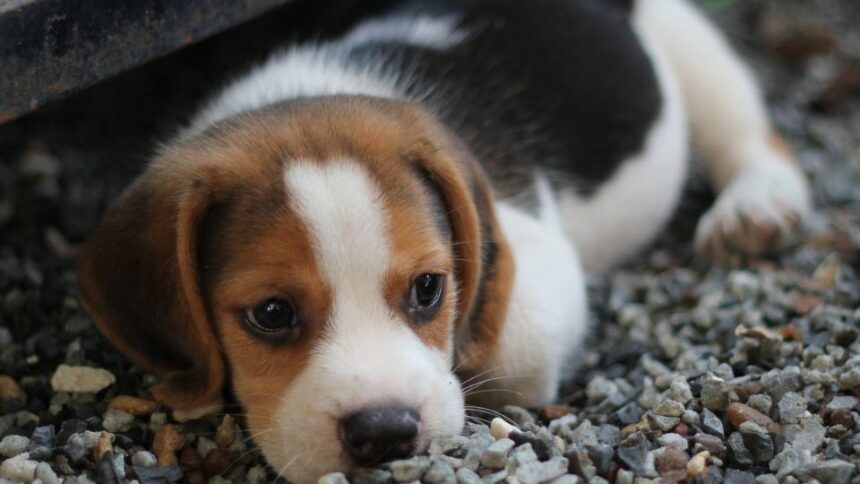 Egy fiatal beagle kutyus pihen a köveken, ártatlan tekintettel.