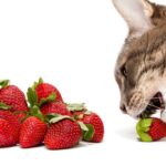 Egy macska eperrel játszik, az érett gyümölcsök mellett ülve.