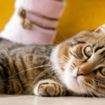 Egy otthoni macska pihen a padlón, kíváncsi tekintettel és puha bundával.