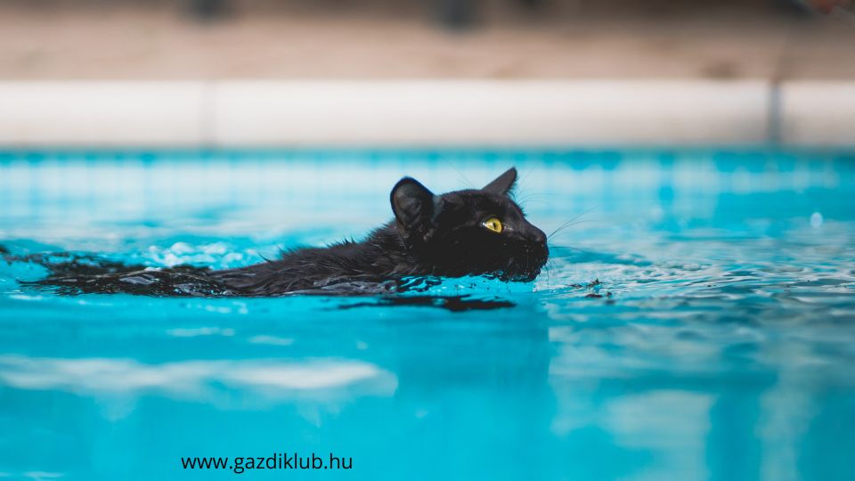 Tudnak úszni a macskák? Videón a válasz Sokan úgy gondolják, hogy a macskák félnek a víztől, de valójában tudnak úszni és egyes fajták kifejezetten élvezik a vizes kalandokat.