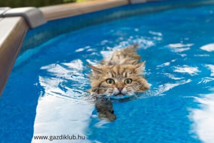 Sokan úgy gondolják, hogy a macskák félnek a víztől, de valójában tudnak úszni és egyes fajták kifejezetten élvezik a vizes kalandokat.