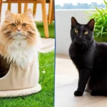 Két macska, egy vörös és egy fekete, egy kényelmes fekhelyen pihen, zöld növények mellett.