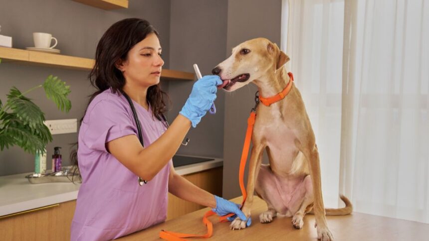 Egy állatorvos kutyát vizsgál, miközben a kutya nyugodtan ül az asztalon.
