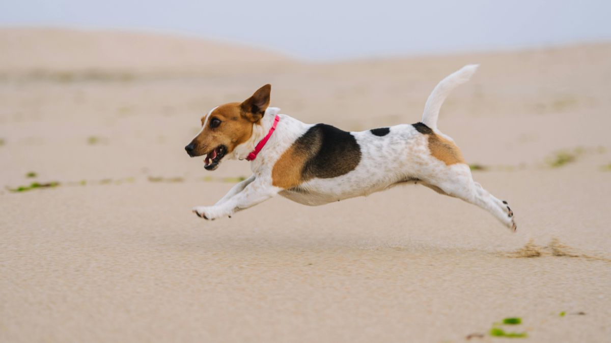 Egy terrier kutya boldogan fut a homokos tengerparton, energikus mozdulatokkal.